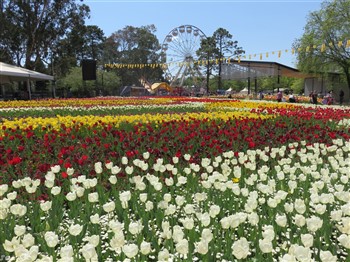 Spring Blooms Of The Southern Tablelands