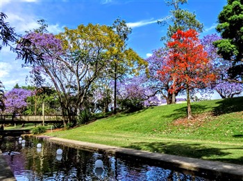 Jacaranda Trail and The Waterfall Way