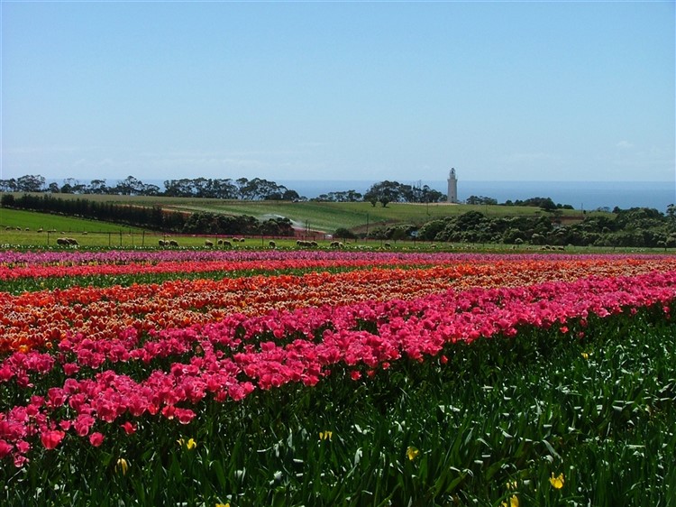 Tasmania In Spring
