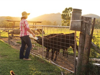 Tommerups Dairy Farm