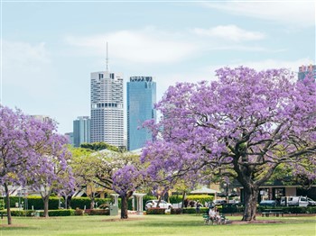 Goodna Jacaranda Festival