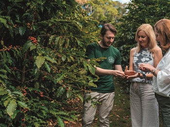 Tamborine Mountain Coffee Plantation