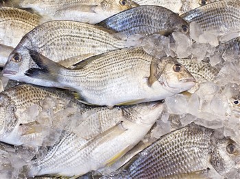 The New Sydney Fish Markets