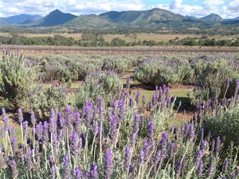 Kooroomba Vineyard and Lavender Farm