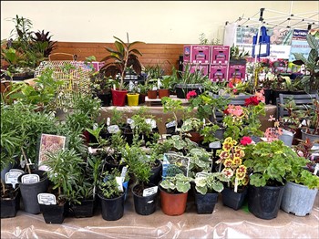 Maleny Garden Spring Fair