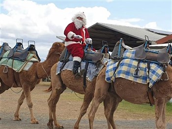 Summer Land Camels Christmas Markets